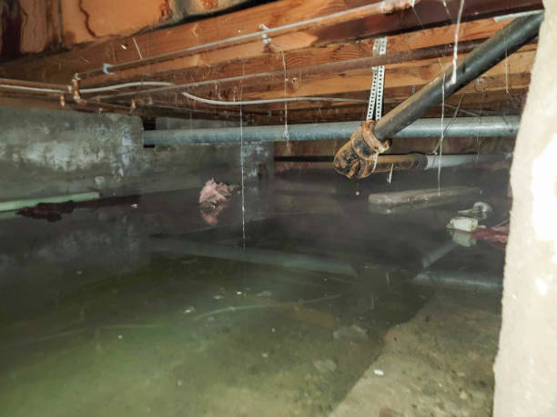 Best Water damage cleanup near me  in Somerdale, NJ